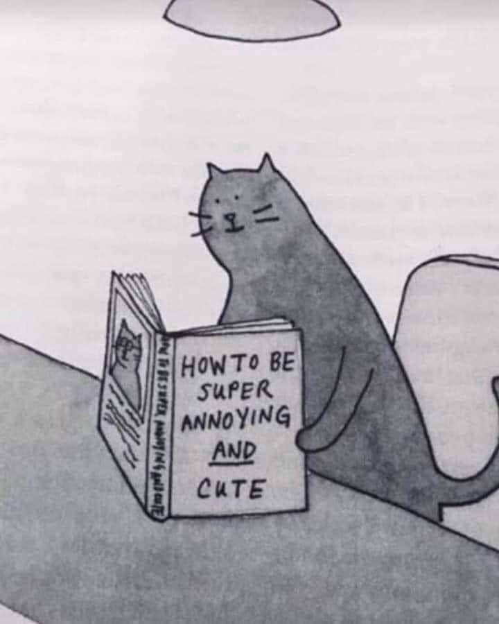 A simple black-and-white drawing shows a cartoon cat sitting upright on a surface, holding and reading a book titled 'HOW TO…