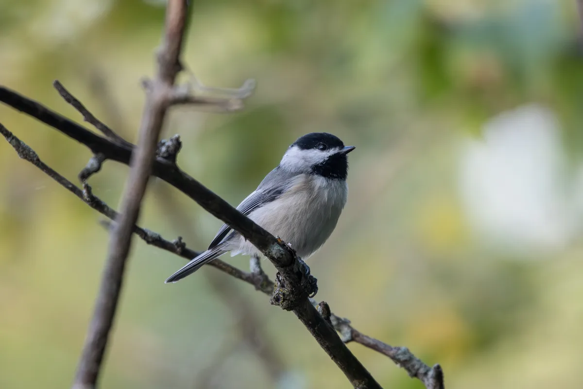 A small black-capped chickadee perches on a thin, dark tree branch against a soft-focus green and yellow background. The…