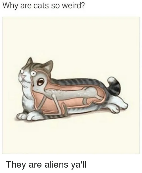 An illustrated cat is shown in a cutaway view, revealing its internal skeleton and organs. The text at the top asks 'Why are…