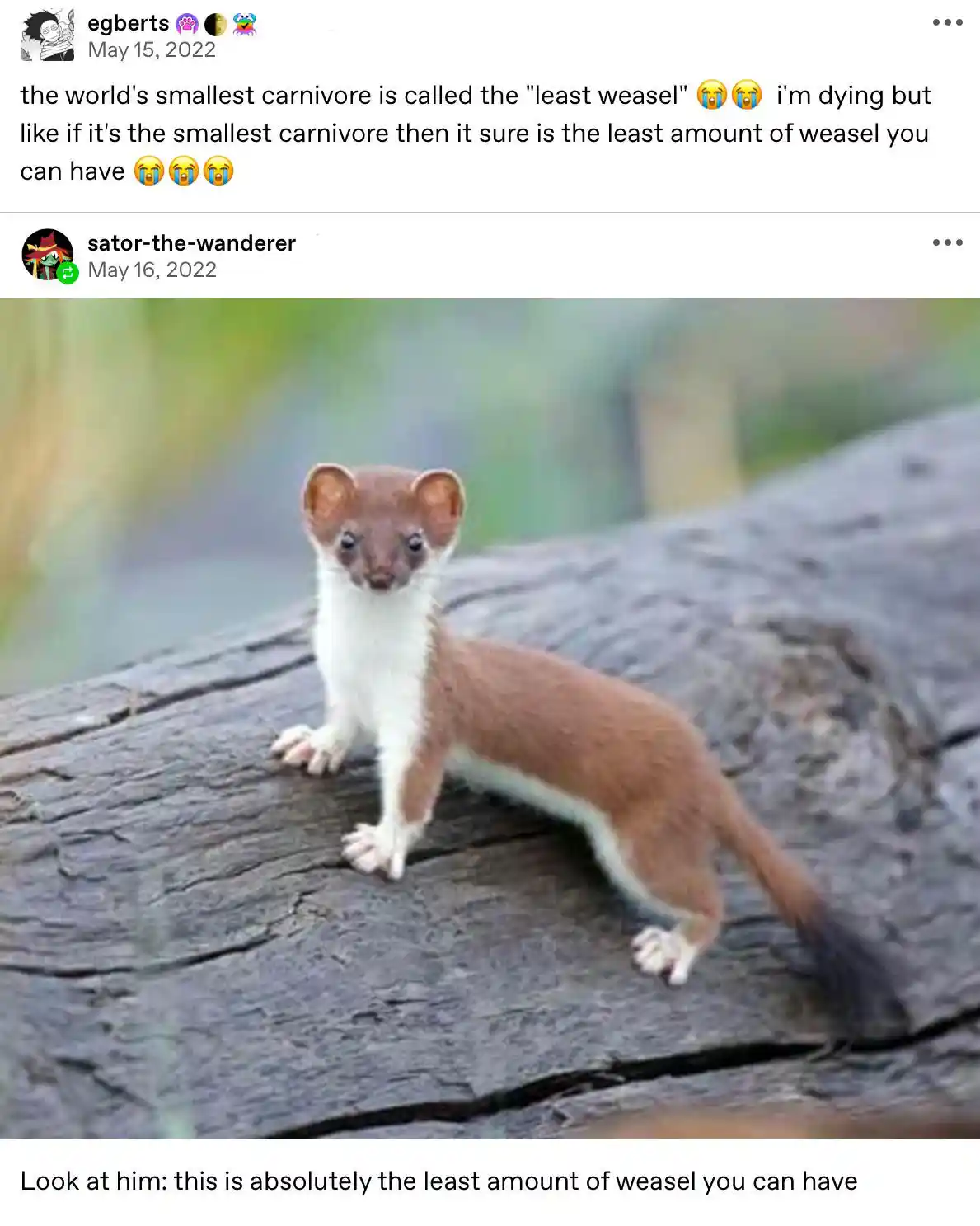 A small weasel with brown fur and a white underbelly stands alert on a weathered log. The overlaid text reads: 'Look at him…