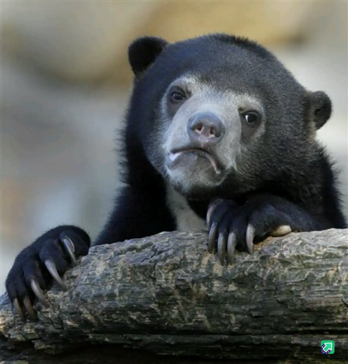 A close-up photo of a sun bear with a visibly sad, droopy expression, resting its paws on a log. The overlaid text reads…