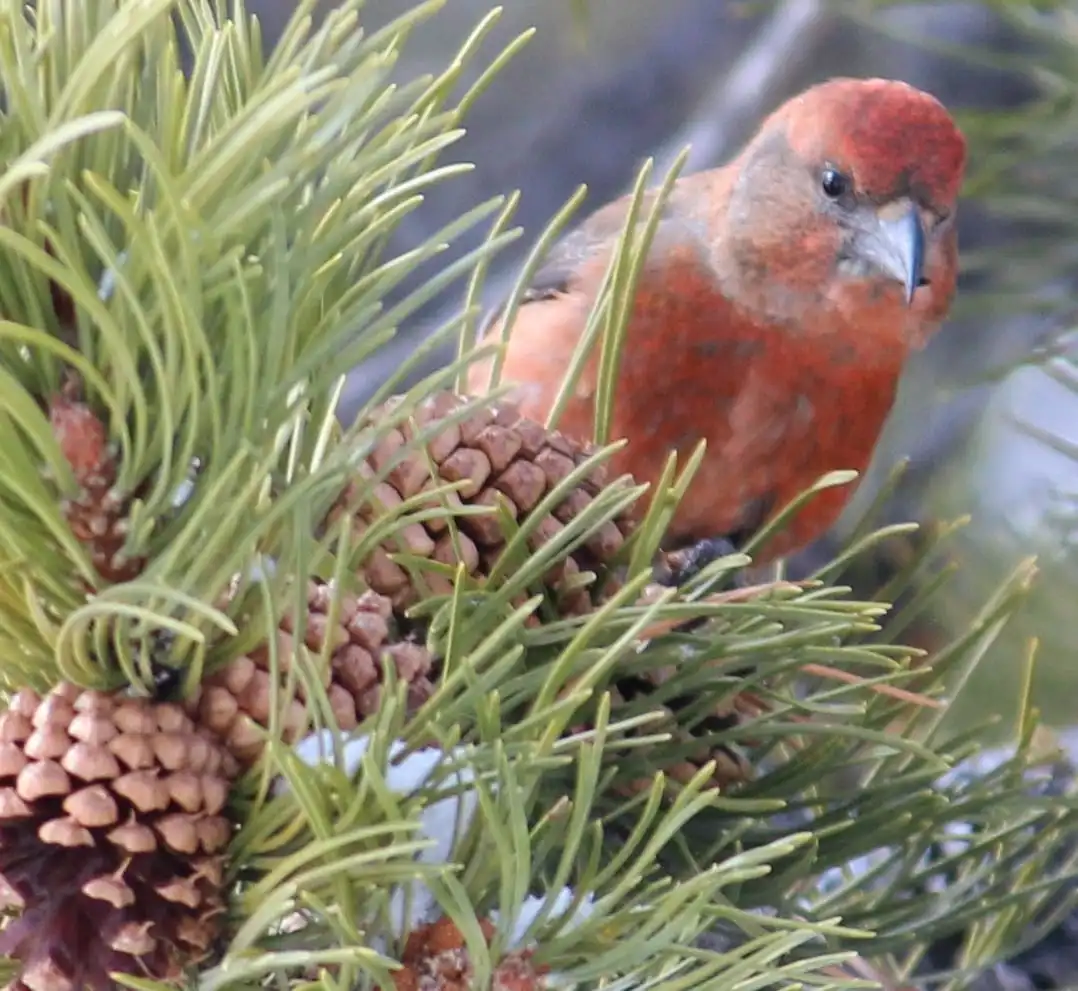 A close-up photo of a red and brown bird, likely a crossbill, perched among green pine needles and brown pinecones. The bird…