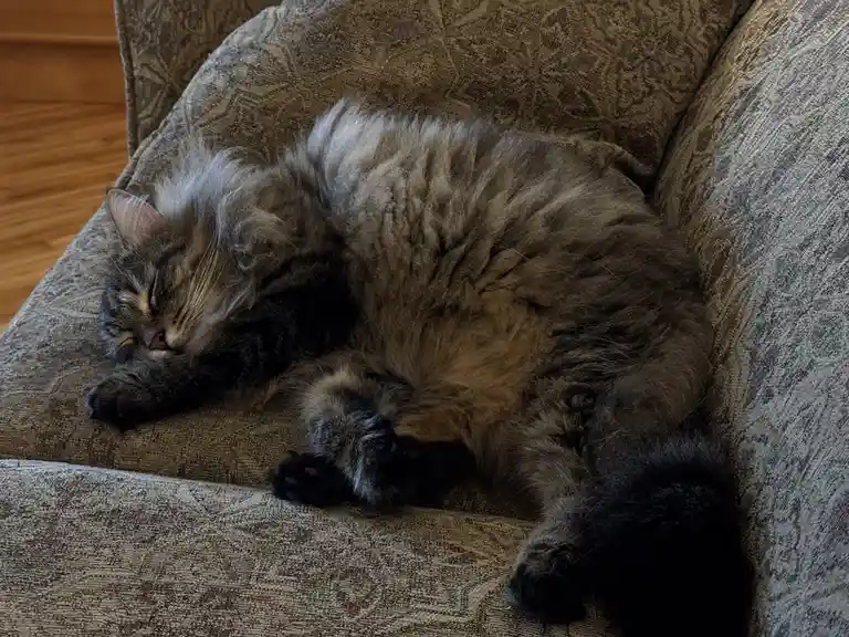 A fluffy, long-haired tabby cat is curled up and sleeping soundly on a patterned brown couch, with its paws tucked close to…