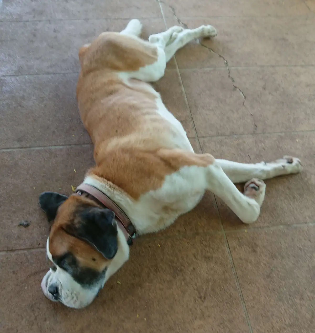 Here's a Cute Photo of My Sister's St. Bernard Enjoying a Post-Ham Nap!