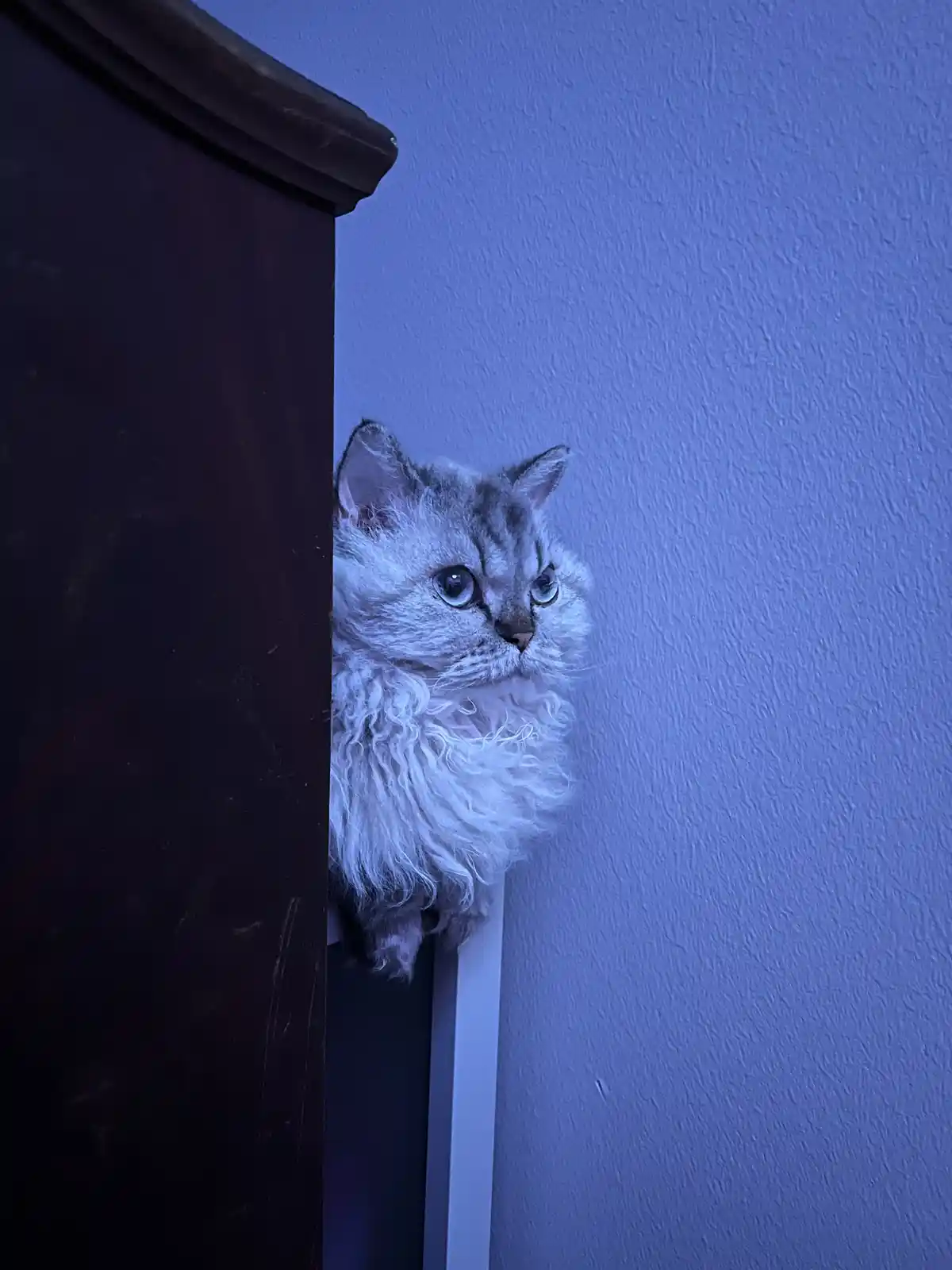 A fluffy silver tabby cat with wide, alert eyes peeks cautiously from behind a dark wooden piece of furniture against a…