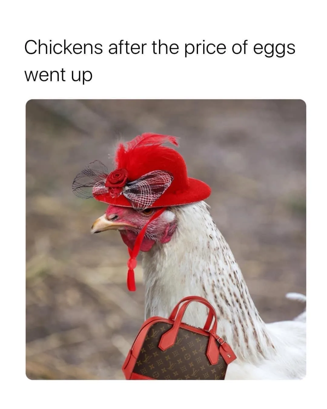 A white chicken with brown speckles wears an ornate red hat with feathers and a bow, while carrying a small brown Louis…