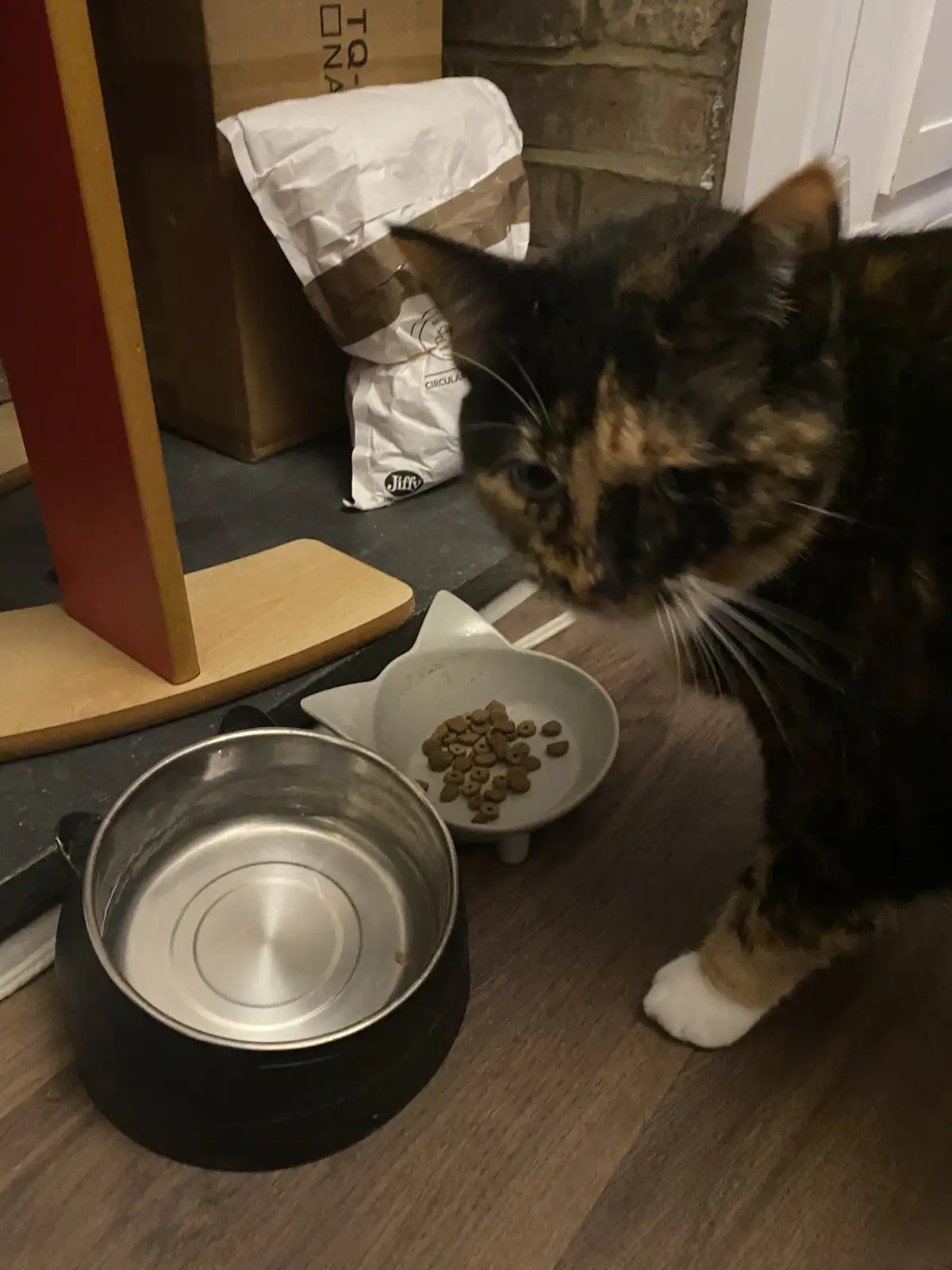 A tortoiseshell cat with a white paw is looking down at a nearly empty white cat food bowl next to a full metal water bowl…