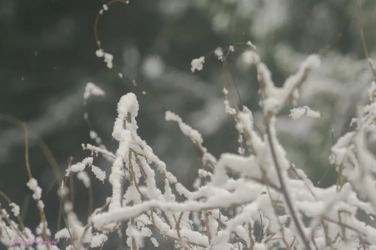 A close-up photograph shows thin, brown plant stems and branches heavily coated in white snowflakes, with a blurred, snowy…