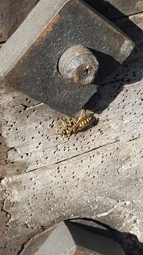 A yellow and black wasp rests on weathered, perforated wooden planks near a rusty metal bolt and nut. The overlaid text…