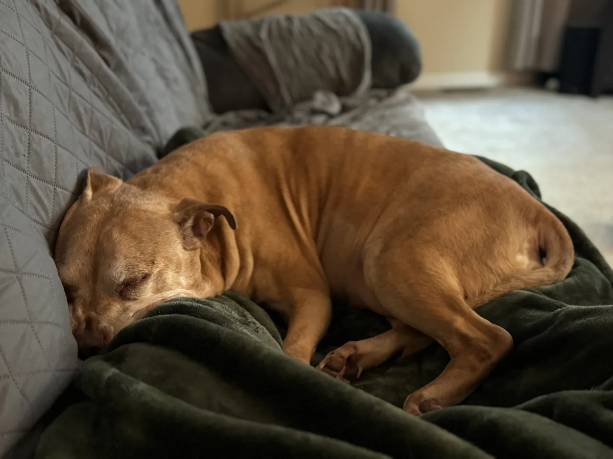 A tan dog with wrinkled skin is curled up and sleeping soundly on a dark green blanket draped over a gray quilted couch. The…