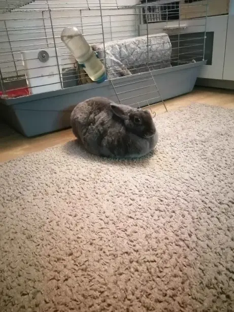 A fluffy gray rabbit sits curled up on a beige carpet, looking directly at the camera with a calm, unbothered expression…