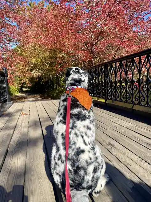 A black-and-white spotted dog sits on a wooden bridge, facing away from the camera, wearing an orange bandana and a red…