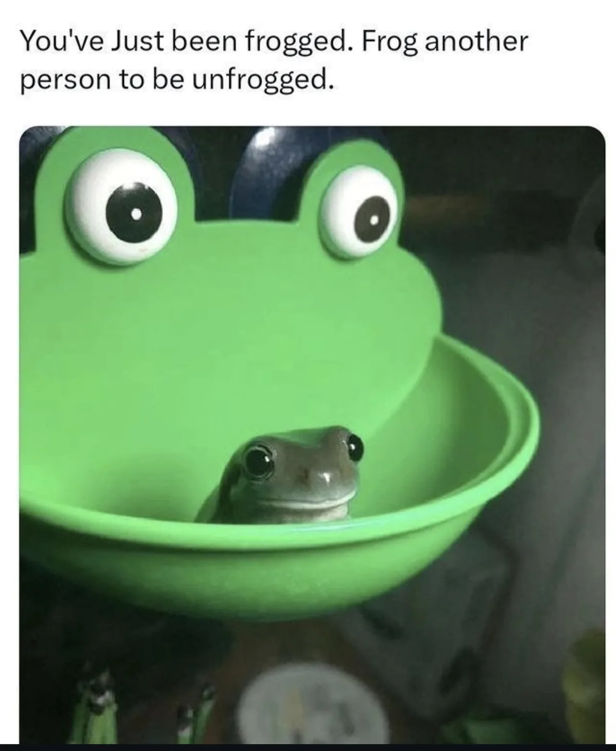 A small real frog is visible inside a bright green plastic frog-shaped bowl, which has large cartoonish eyes on its lid. The…