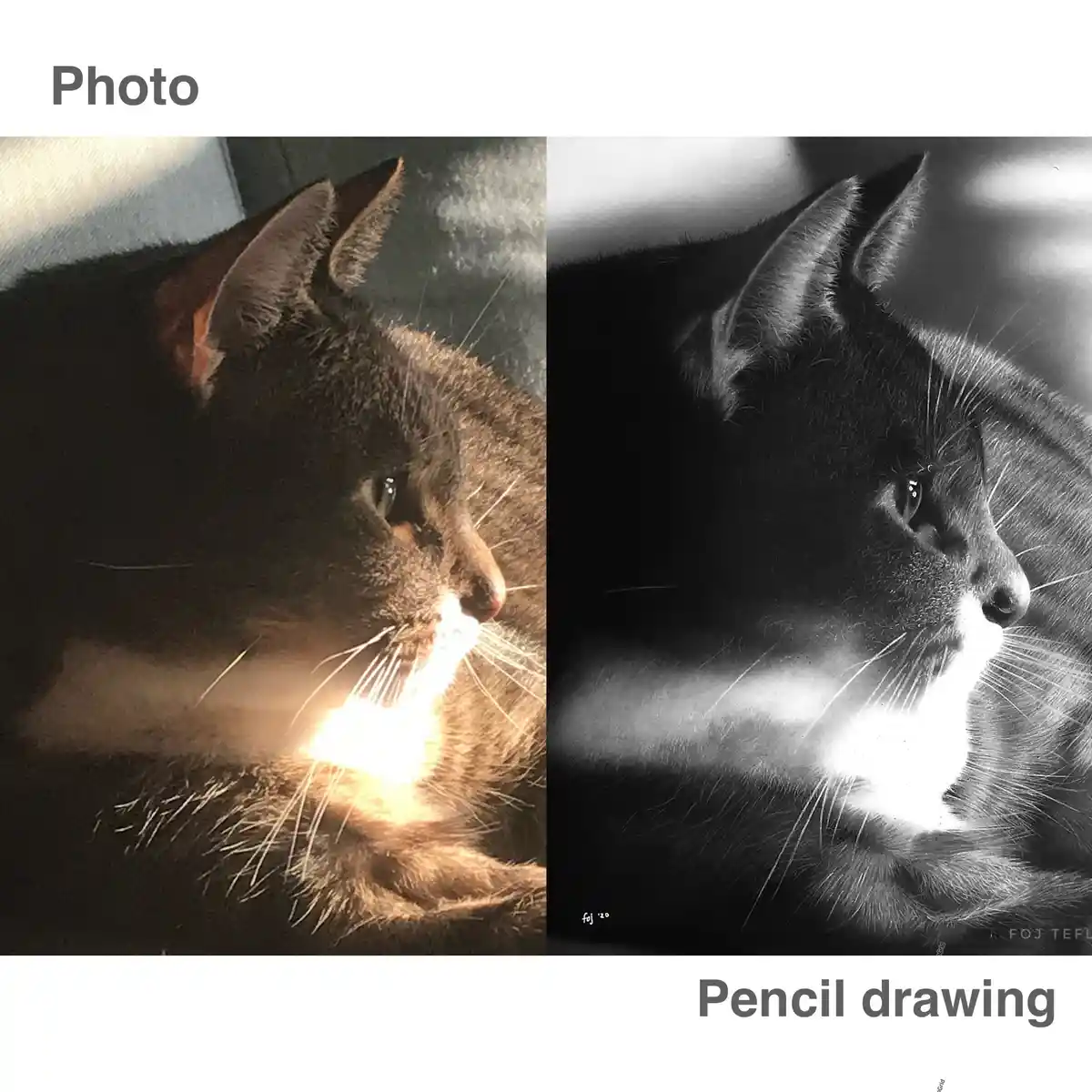 The image displays a side-by-side comparison: on the left, a real photo of a cat in profile with warm lighting highlighting…
