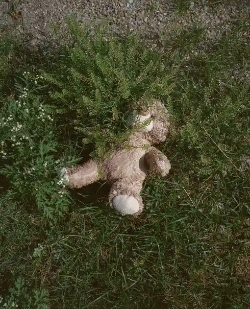 A worn, light brown teddy bear lies on its back in a patch of green grass and weeds, partially obscured by foliage. Its…