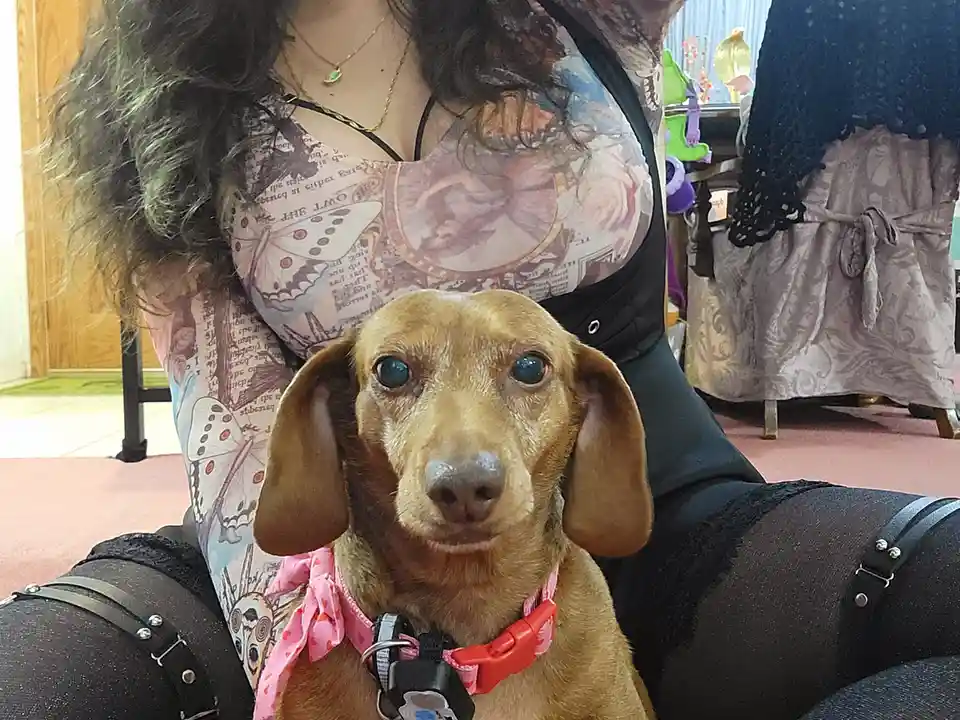 A close-up photo shows a brown dachshund with large, expressive eyes looking directly at the camera, wearing a pink collar…