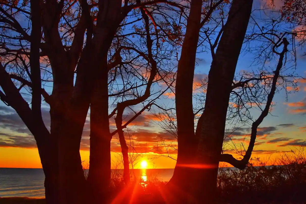 A serene sunset photo shows the sun setting over water, framed by the dark silhouettes of bare trees with intricate…