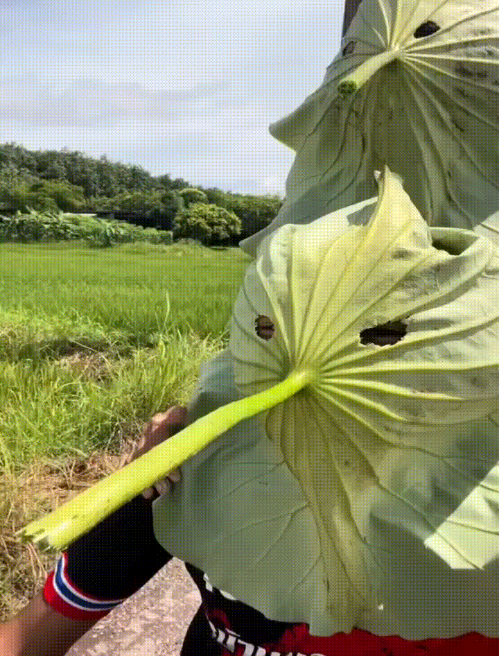A person wearing a large, light-green leaf as a mask with holes for eyes and a long stem as a nose, standing outdoors in a…