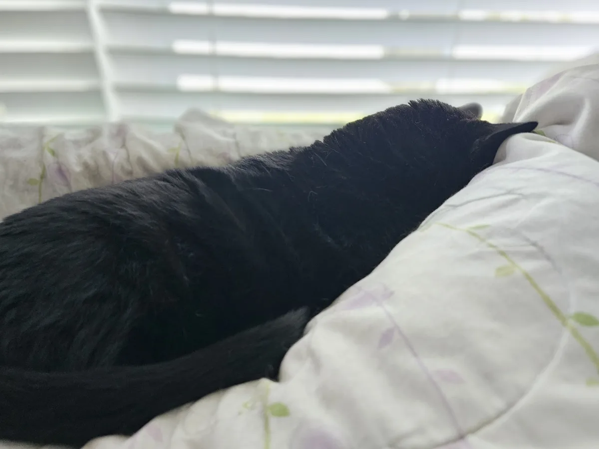 A black cat is curled up and sleeping on a white bedspread with purple and green floral patterns, with white window blinds…