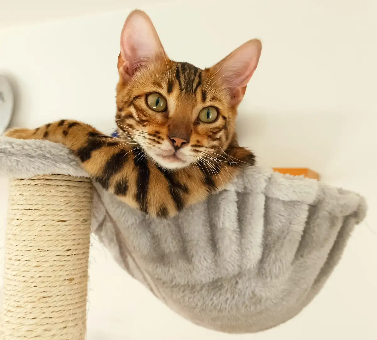 Joni the Bengal Cat is All Ears for Your Daily Adventures