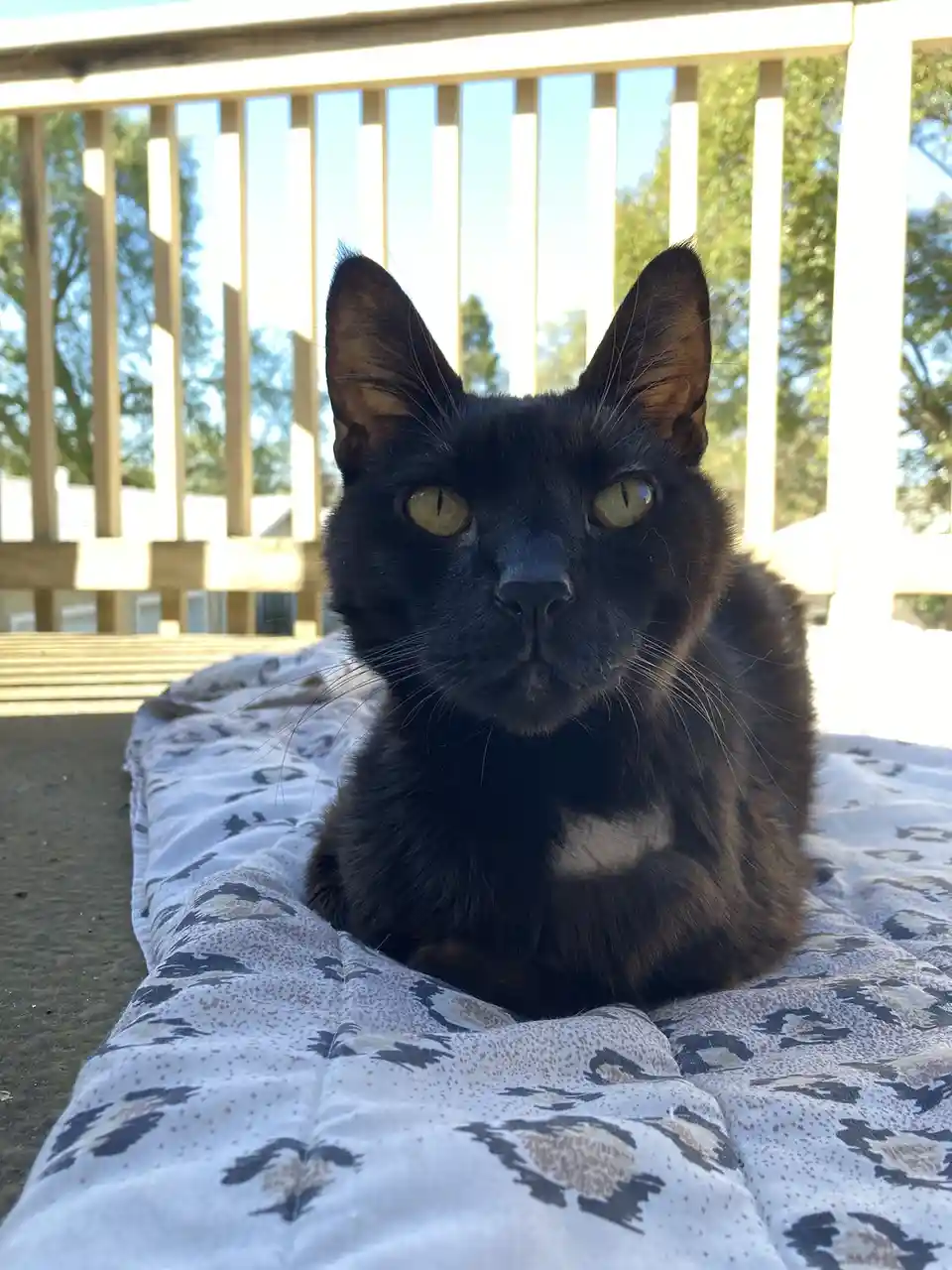 A black cat with yellow eyes and a small white patch on its chest lies on a patterned blanket outdoors on a wooden deck…