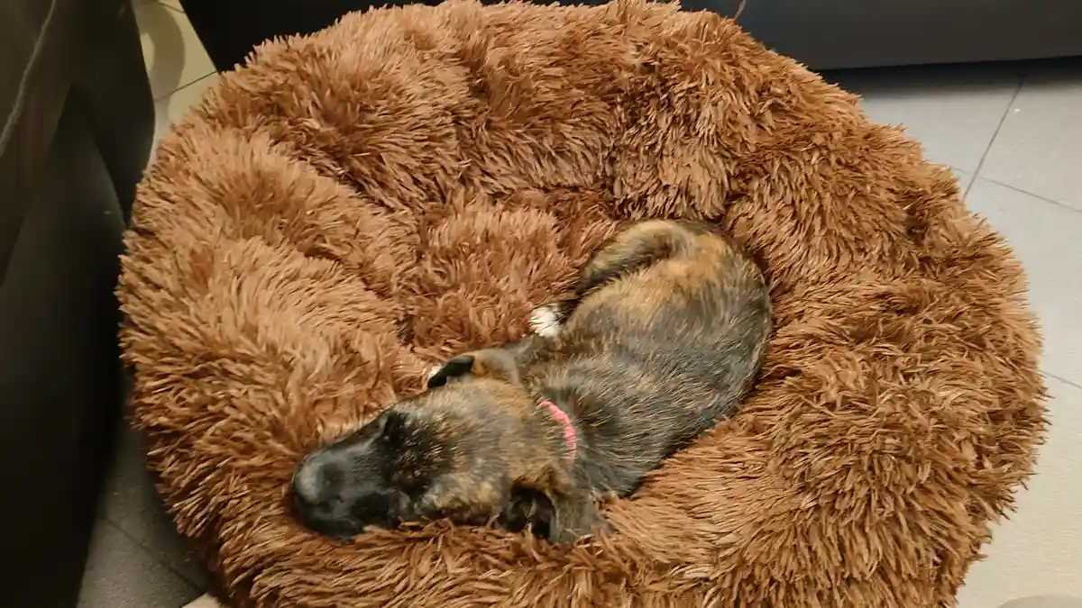 A brindle-coated dog with a pink collar is curled up asleep in a large, fluffy, brown circular dog bed placed on a tiled…