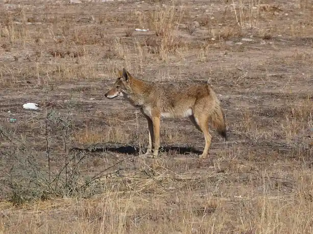 A coyote stands alert in a dry, grassy field with sparse vegetation and scattered litter. The image is overlaid with the…