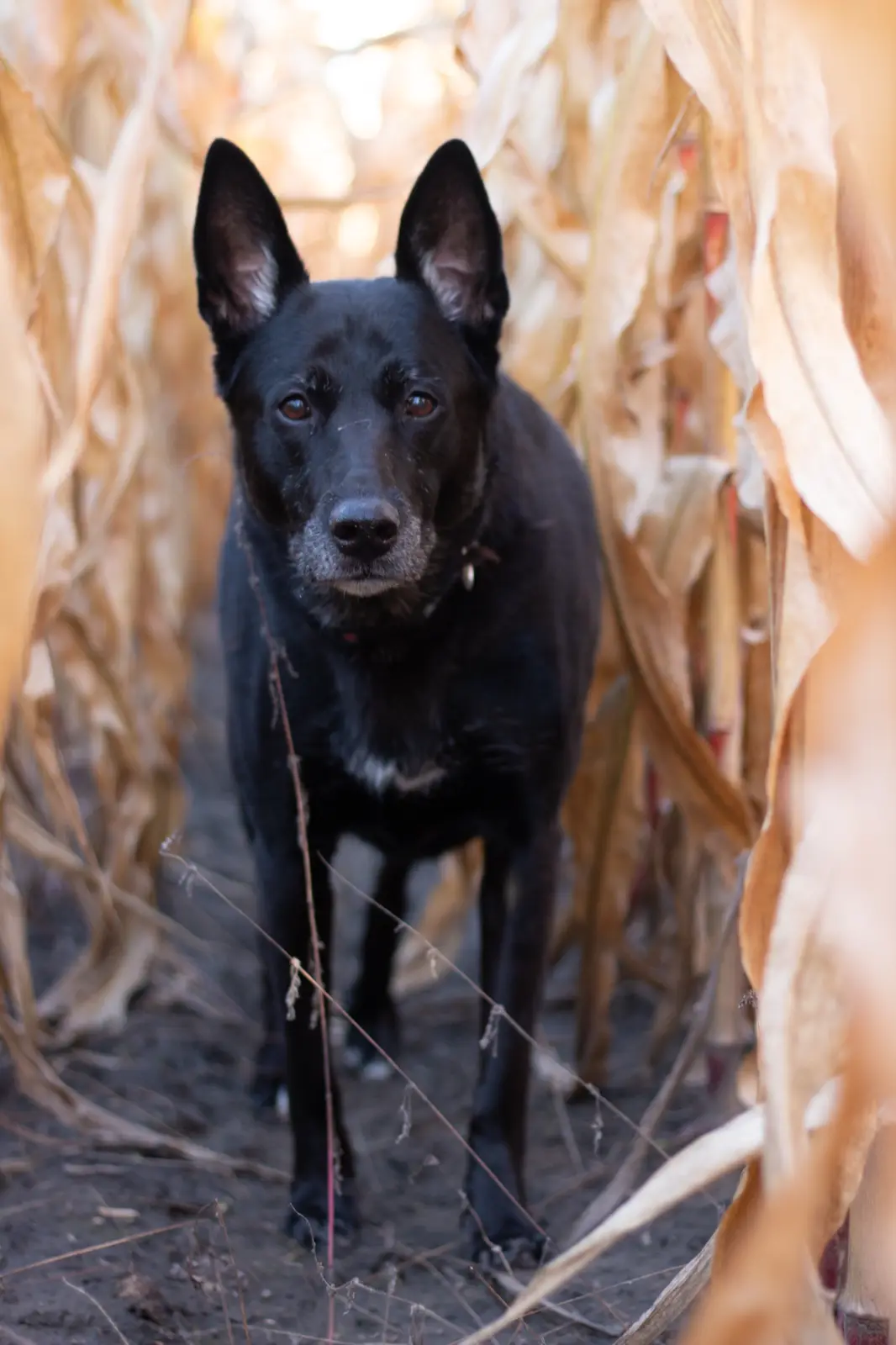 A black dog with pointed ears and a collar stands in a narrow path between tall, dried corn stalks, looking directly at the…