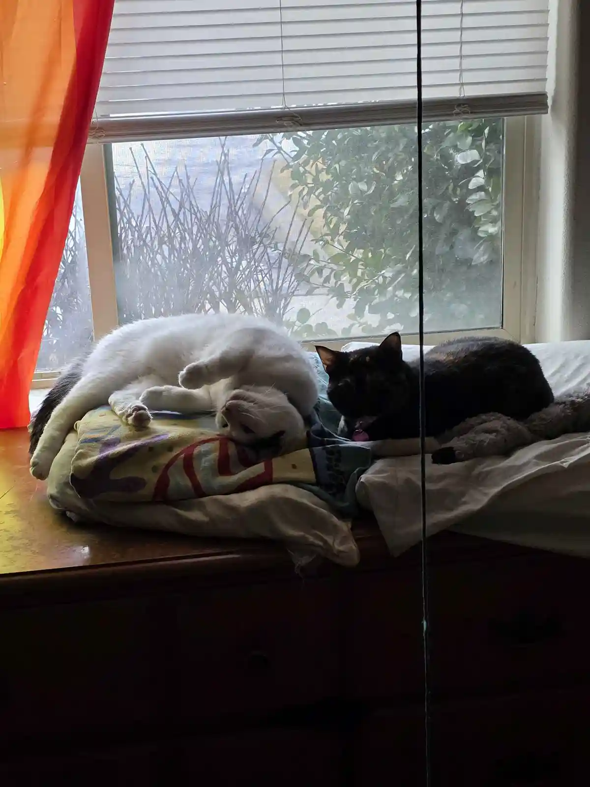 Two cats are lounging on a windowsill: a white cat is lying on its back on a colorful blanket, appearing very relaxed, while…
