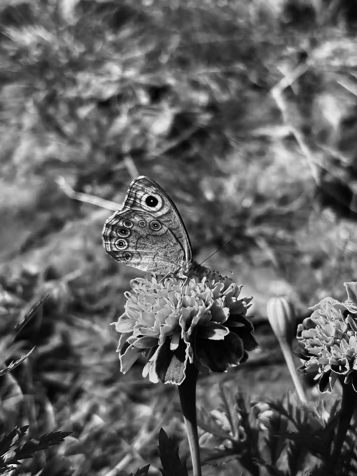 A black and white photograph shows a butterfly with prominent eye-like spots on its wings perched on a flower. The image has…
