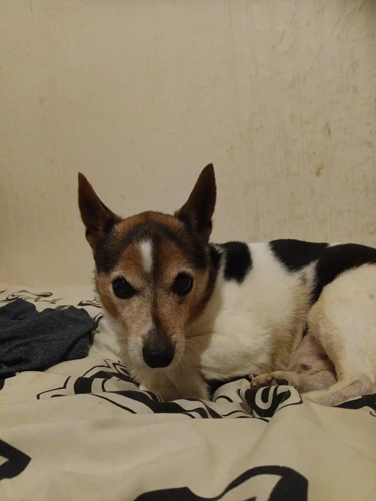 A small, tri-color dog with brown, black, and white fur lies on a patterned bedspread, looking directly at the camera with…