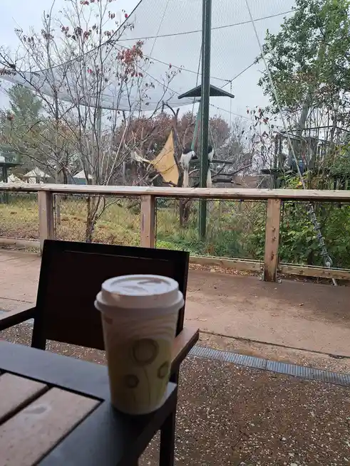 A disposable coffee cup sits on a wooden table in the foreground, with a view of a zoo enclosure behind a wooden railing…