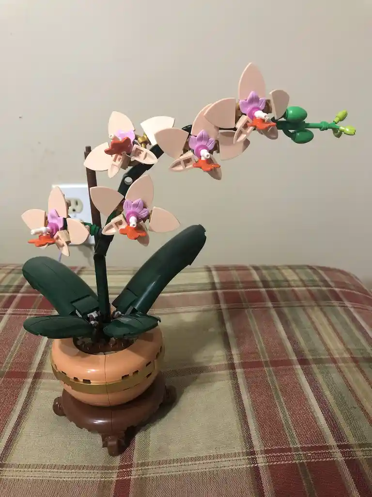 Adorable Mini Orchid in Bloom