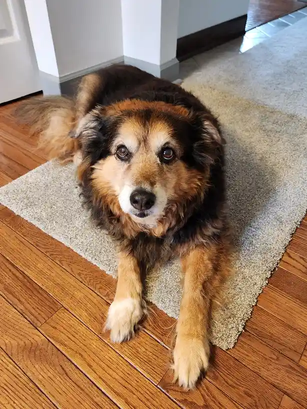 Peanut the Dog's Daily Adventures - Day 1585