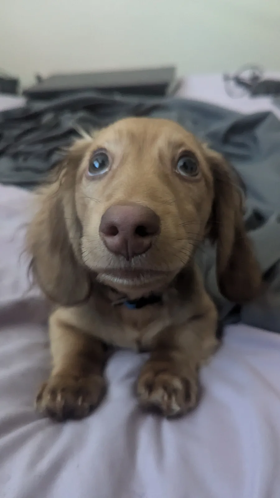 A close-up photo of a small, light brown dachshund puppy with large, expressive blue eyes looking directly at the camera…
