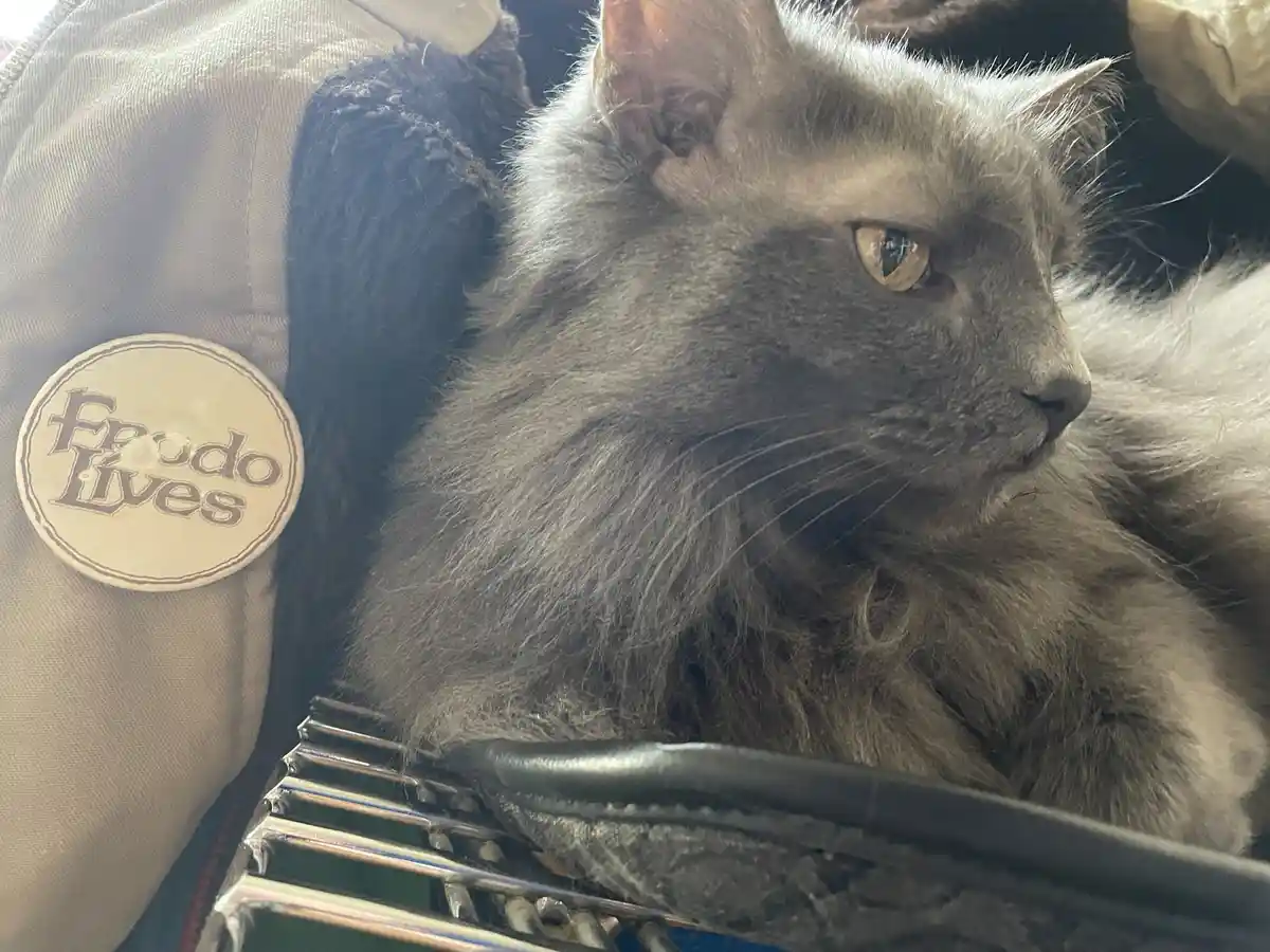 A close-up of a fluffy gray cat with amber eyes looking off to the side, resting on a metal grate. To the left, a beige…
