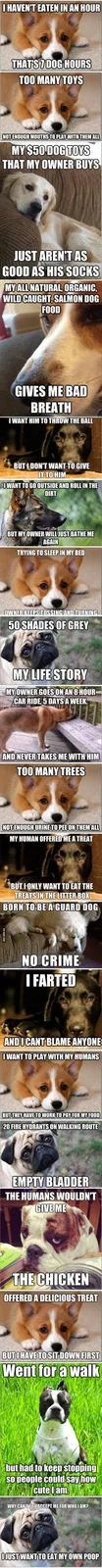 The Struggles of Being a Doggo