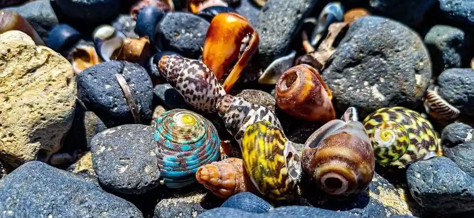 A close-up photo shows numerous colorful seashells of various shapes and patterns nestled among dark, wet rocks on a beach…