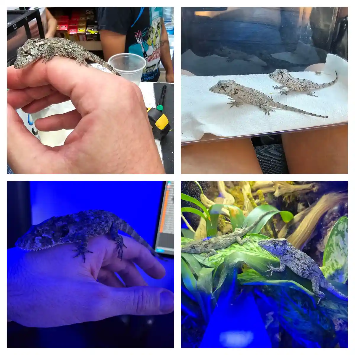A four-panel image shows a small lizard in various settings: being held, on a towel, under blue light on a hand, and in a…