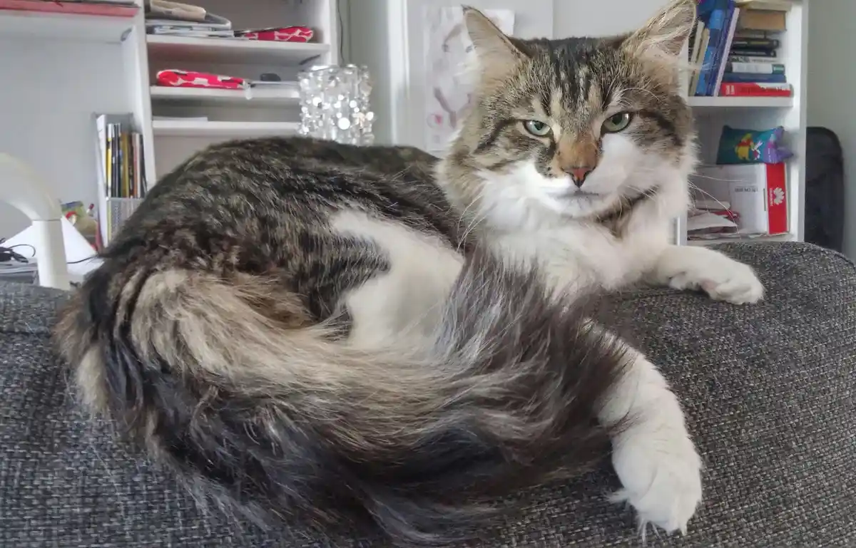 A fluffy tabby cat with green eyes and white paws lounges on a gray couch, looking directly at the camera with a bored…