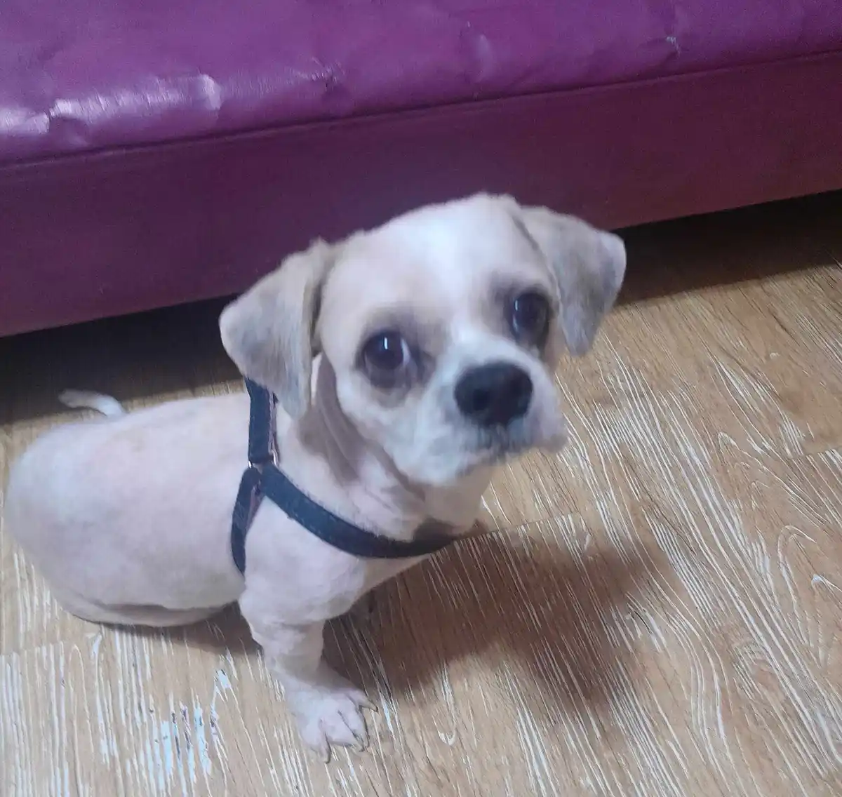 A small, light-colored dog with large, expressive eyes sits on a light wood-patterned floor beneath a purple couch, wearing…