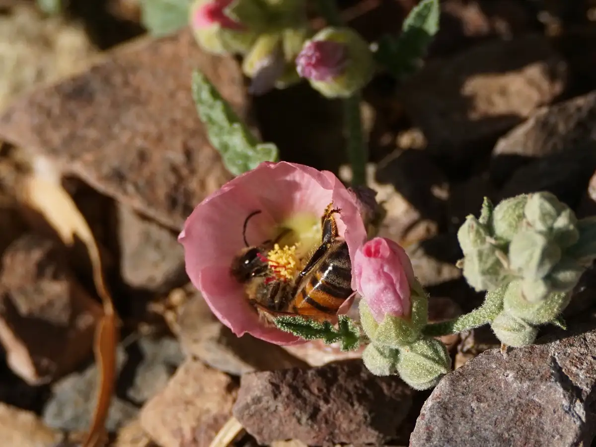 A close-up photo shows a honeybee with black and yellow stripes inside a small, open pink flower with a yellow center…