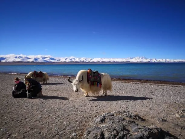 A white yak with a colorful saddle stands on a rocky beach beside a turquoise lake under a clear blue sky, with snow-capped…