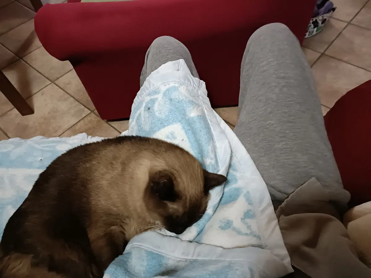 A brown cat is curled up and sleeping on a blue and white patterned blanket draped over a person's lap. The person is…