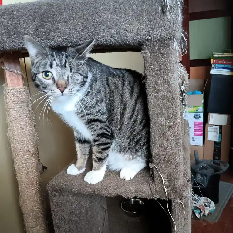 A gray tabby cat with one visible blue eye and one closed eye sits atop a worn, brown carpeted cat tree. The cat looks…
