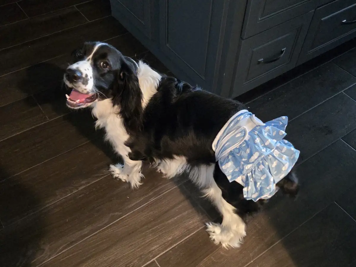 A black and white dog with long ears and a fluffy tail stands on a dark wooden floor in front of dark cabinets, wearing a…