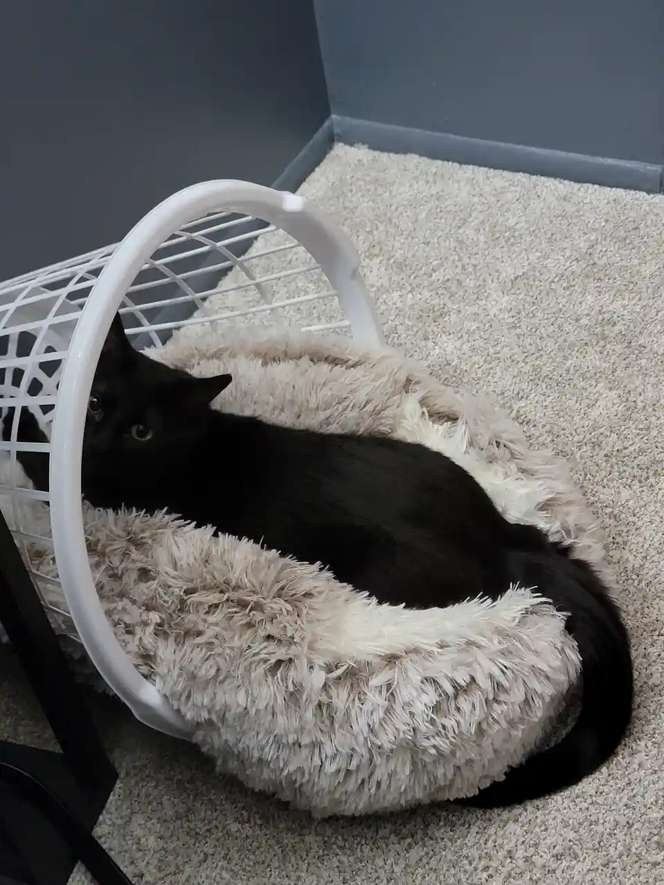 A black cat with green eyes is curled up inside a white wire laundry basket lined with a fluffy beige cushion, looking out…