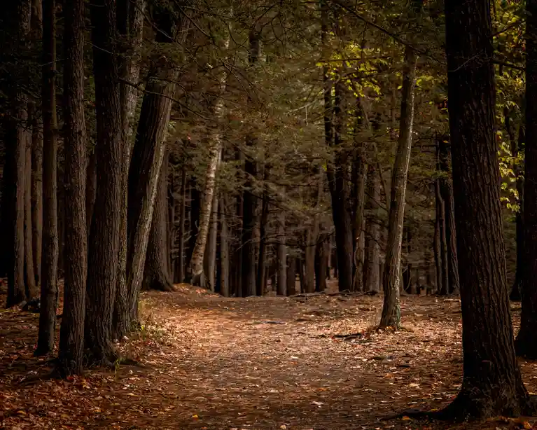 A dimly lit forest path lined with tall, dark trees and covered in fallen leaves, with the overlaid text 'i'm not lost, i'm…