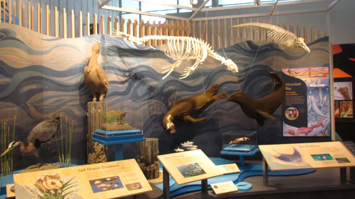 A museum exhibit displays various wooden animal sculptures including a pelican, seals, and a suspended whale skeleton…