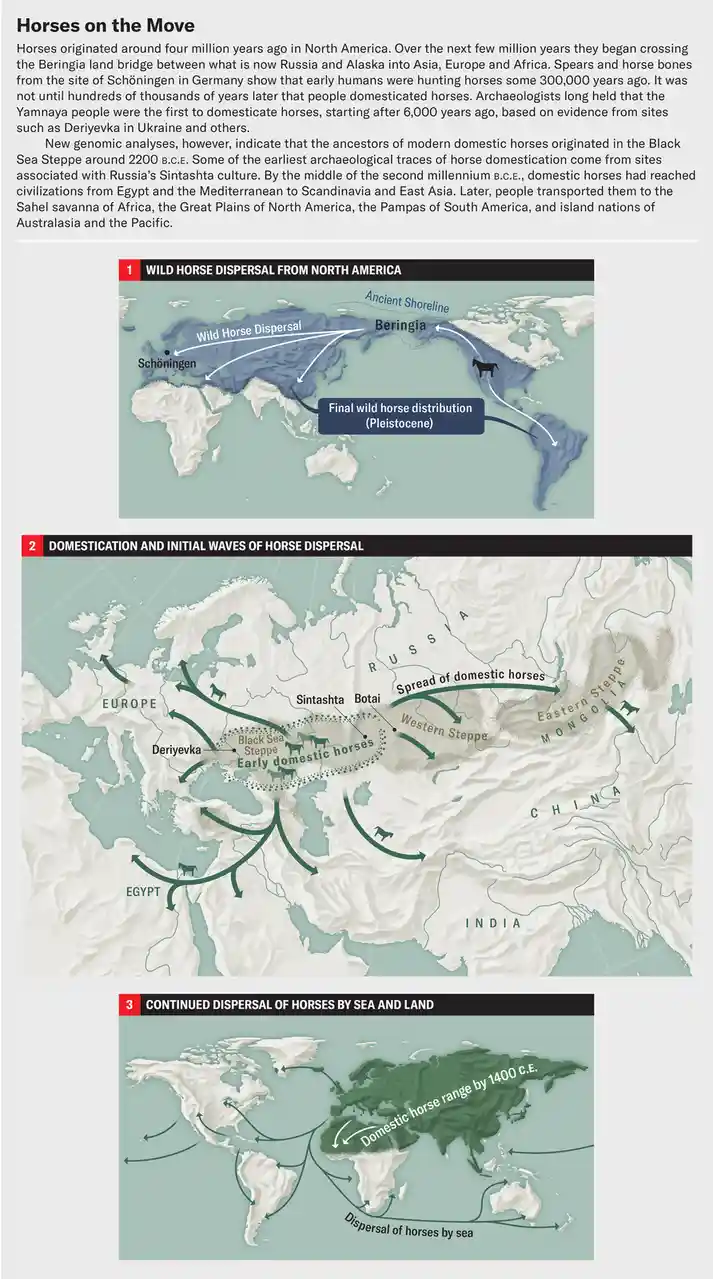 This educational infographic shows three maps detailing the historical migration of horses: first wild horses spreading from…